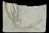 Two Fossil Crinoids (Parascytalocrinus & Macrocrinus) - Indiana #122989-1